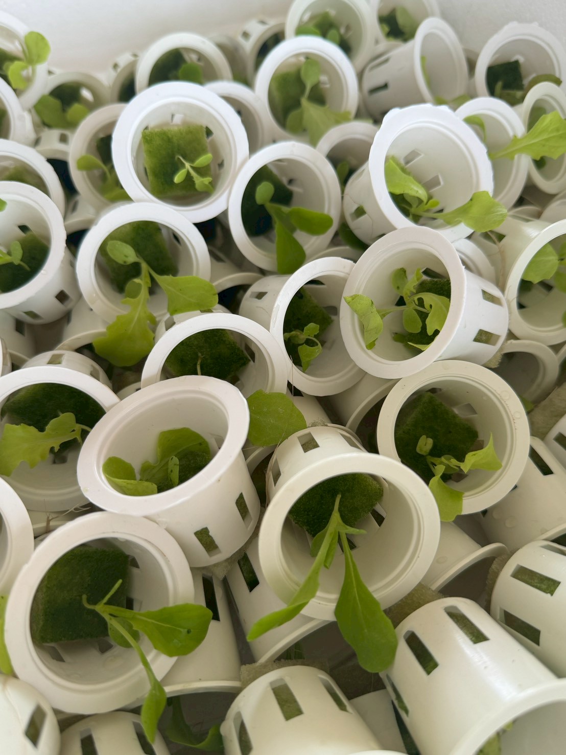 title - ส.ป.ก.จันทบุรี ดำเนินการฝึกอบรม โครงการเพิ่มศักยภาพระบบงานเกษตรภายใต้แผนพัฒนาเด็กและเยาวชนในถิ่นทุรกันดาร ตามพระราชดำริ สมเด็จพระเทพรัตนราชสุดาฯ สยามบรมราชกุมารี ประจำปีงบประมาณ พ.ศ. 2569 